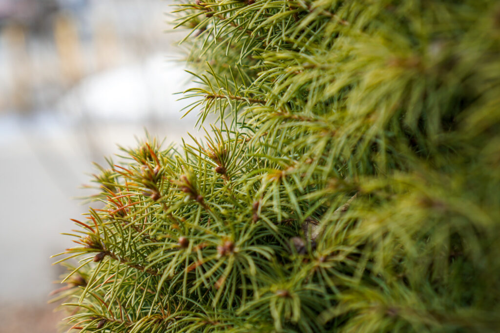 ENSO Recovery helps patients achieve restoration